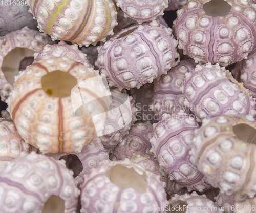 Image of lots of sea urchins