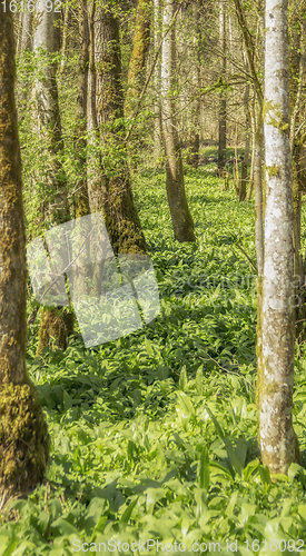 Image of idyllic forest scenery