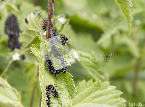 Image of Peacock butterfly caterpillars