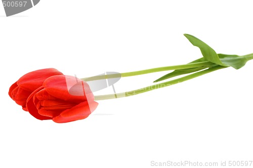 Image of Red tulip