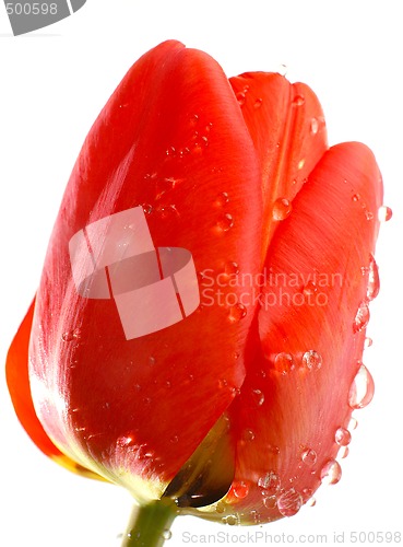 Image of Big red tulip