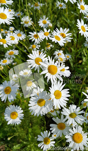 Image of Beautiful daisies in a summer field