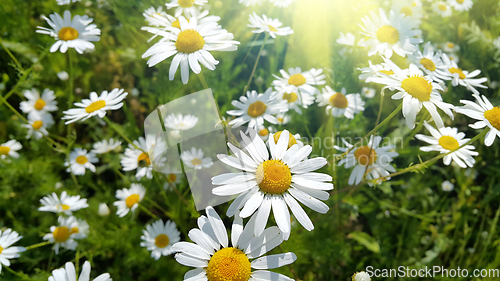 Image of Beautiful daisies in a summer field lit by sunlight