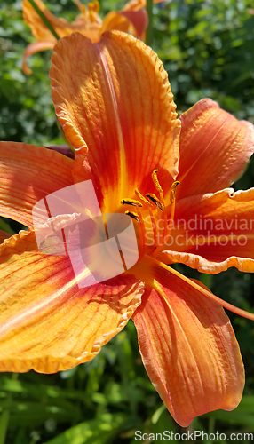 Image of Beautiful bright orange day-lily on a sunny summer garden