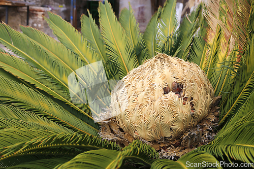 Image of Female cone and foliage of cycas revoluta cycadaceae sago palm