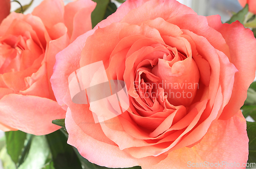 Image of Beautiful flowers of delicate pink roses