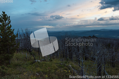 Image of Landscape with dead forest