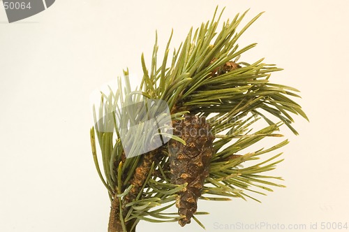 Image of Pine tree