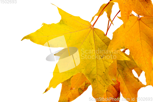 Image of natural maple leaves