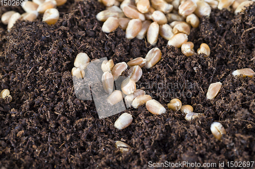 Image of wheat grains