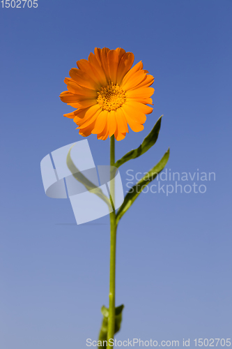 Image of beautiful calendula