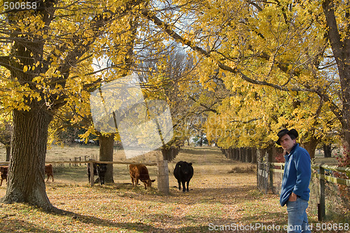 Image of farmer checks the cows