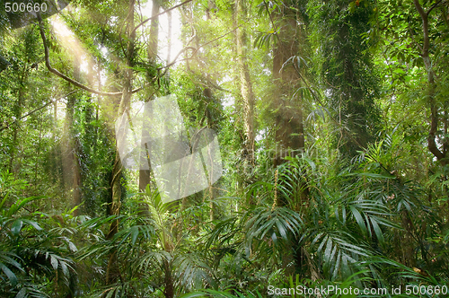 Image of light in the rainforest