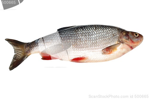 Image of Bream fish