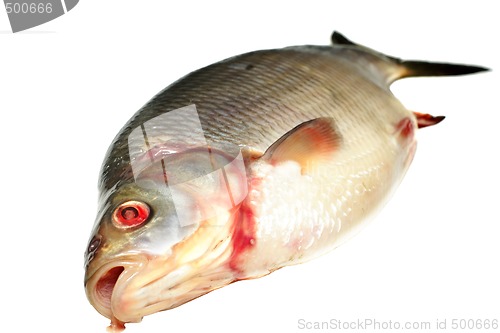 Image of Bream fish