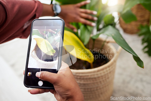 Image of Woman with phone screen, photography app and plants in home, nature and gardening with future technology. Girl with cellphone, dry house plants problem and internet search for help with leaves care.