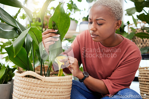 Image of Plant, worry and disease with black woman in small business for agriculture, quality assurance and gardening. Ecology, spring and inventory with person in nursery store for environment and retail