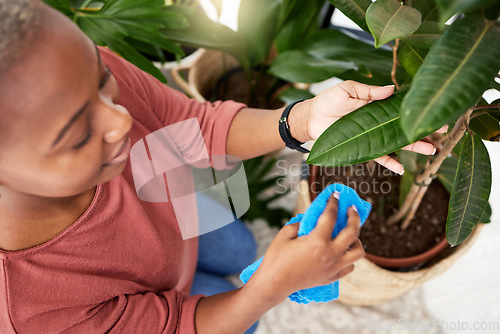 Image of Gardening, cleaning plants and a black woman wiping a leaf in her home for disinfection from above. Spring, care and growth with a young female gardener growing greenery in a house for sustainability