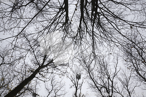 Image of different deciduous trees