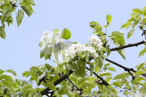 Image of blossoming trees