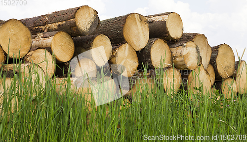 Image of wood in the green grass