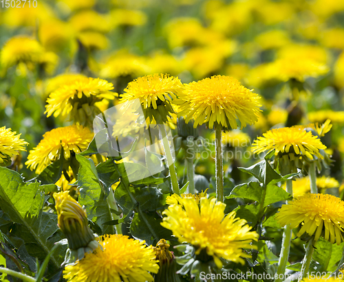 Image of real wild yellow beautiful dandelions