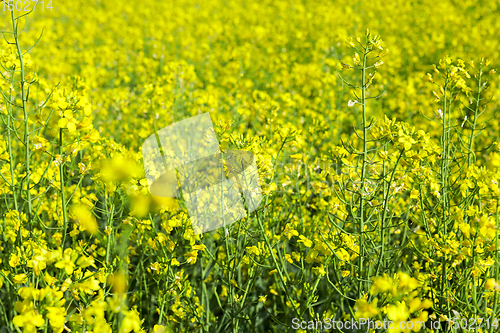 Image of Field with rape, summer