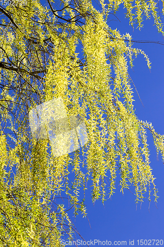 Image of flowering willow tree