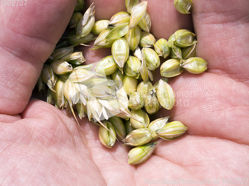 Image of green wheat seeds