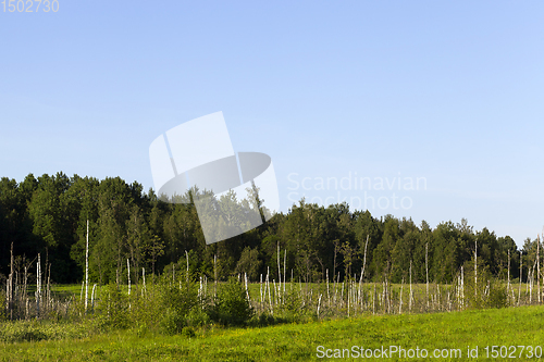 Image of trees and plants