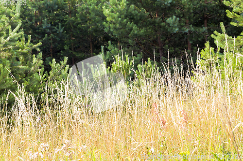 Image of yellow grass in sunlight