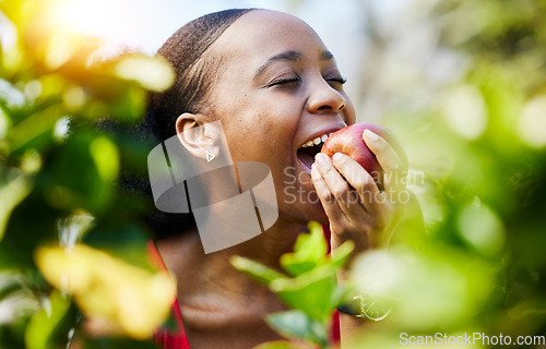 Image of Apple, healthy and black woman biting or eating a fruit on a orchard farm with fresh produce in summer and smile. Happy, nutrition and young female person on an organic diet for sustainability