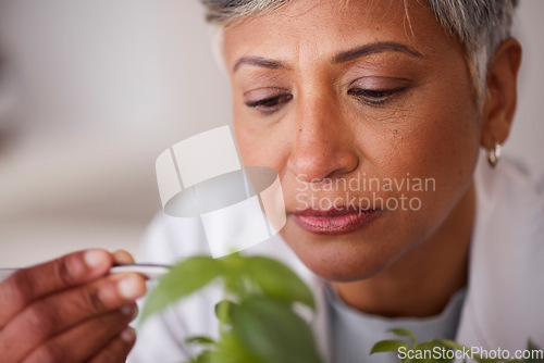 Image of Face, senior scientist and woman, leaves and ecology with sample for medical research and scientific study. Focus, environmental science and botany, plant and agriculture with female doctor in lab