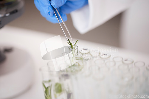 Image of Test tube, plant and ecology with scientist in lab, medical research and environmental science with sample leaf. Future, botany with agriculture and scientific study, person and investigation closeup