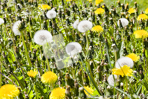 Image of white and yellow dandelions