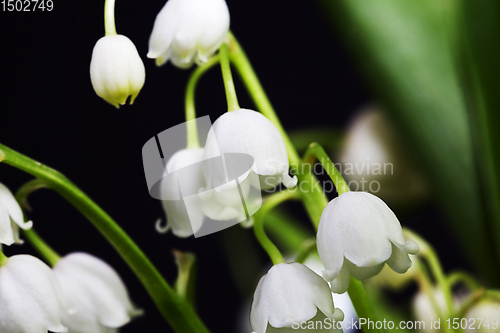 Image of Lily of the valley flowers