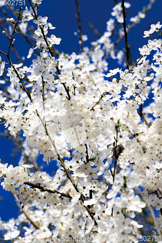 Image of full-bloom fruit trees