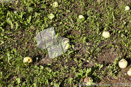 Image of unripe green apples