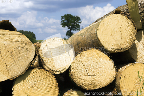 Image of harvesting pine logs