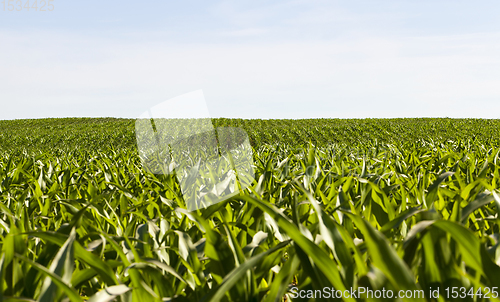 Image of rows of green corn in Sunny weather