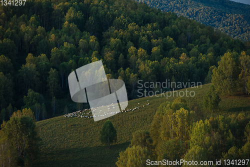 Image of A herd of sheep in the Altai mountains.