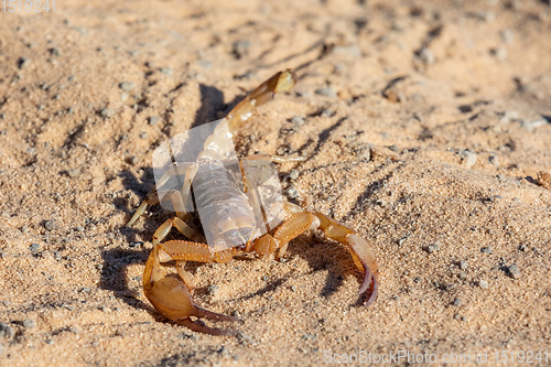 Image of Scorpions walking in sand Botswana, Africa wildlife