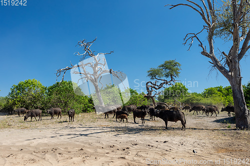 Image of Cape Buffalo at Chobe, Botswana safari wildlife