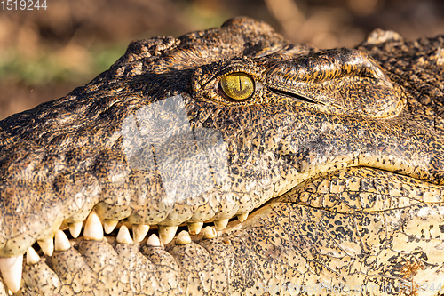 Image of Nile Crocodile in Chobe river, Botswana