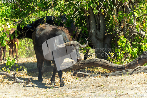 Image of Cape Buffalo at Chobe, Botswana safari wildlife