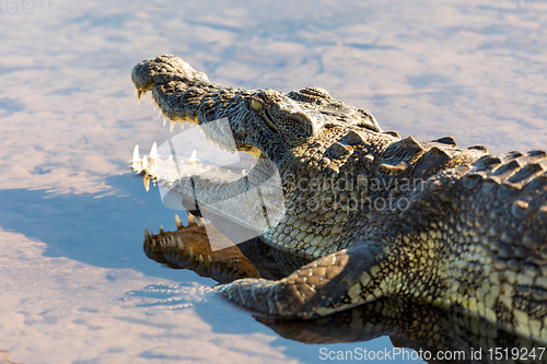 Image of Nile Crocodile in Chobe river, Botswana