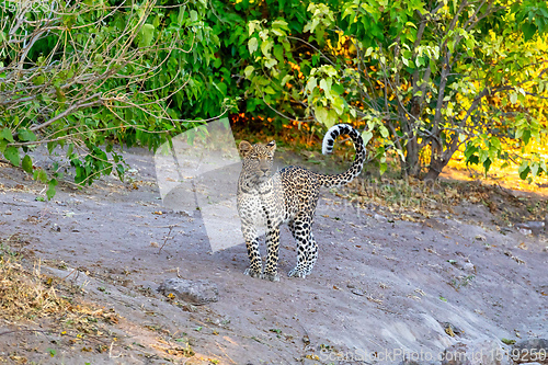 Image of african leopard Chobe Botswana, Africa wildlife