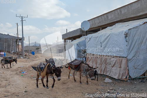 Image of working donkey, Afar triangle region, Ethiopia