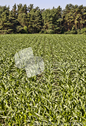 Image of agricultural field with green corn