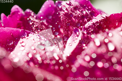 Image of beautiful peony with drops